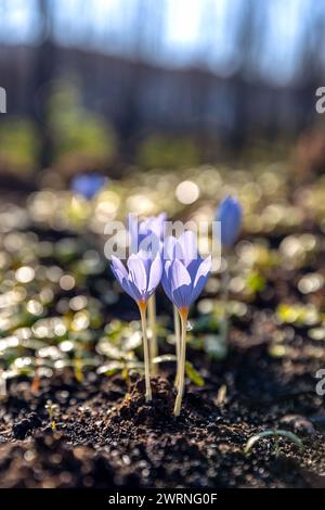 Crocus pulchellus oder haariger Krokus im frühen Frühling lila Blumenstrauß im Wald Stockfoto