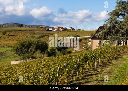 Vignoble du Mont Brouilly, l’un des plus beau terroir du Beaujolais Stockfoto