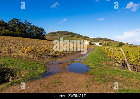 Mont Brouilly et Son vignoble produisant l’un des meilleurs vins du Beaujolais Stockfoto