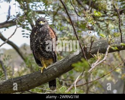 Harris-Falke (Parabuteo unicinctus), auch bekannt als Bay-geflügelter Falke oder dunkler Falke, der in einem öffentlichen Park in Buenos Aires in einem Baum steppt Stockfoto