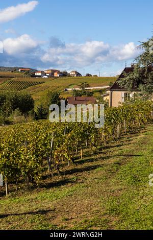 Vignoble du Mont Brouilly, l’un des plus beau terroir du Beaujolais Stockfoto