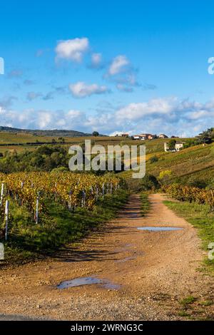 Vignoble du Mont Brouilly, l’un des plus beau terroir du Beaujolais Stockfoto