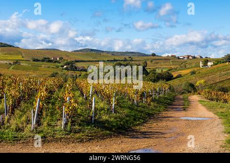 Vignoble du Mont Brouilly, l’un des plus beau terroir du Beaujolais Stockfoto