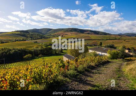 Vignoble du Mont Brouilly, l’un des plus beau terroir du Beaujolais Stockfoto