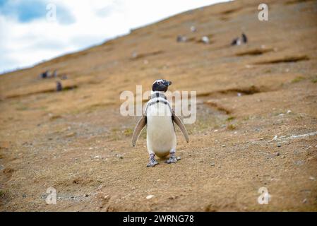 Ein Pinguin auf sandigem Hügel, leicht gedrehter Kopf, in natürlichem Lebensraum Stockfoto