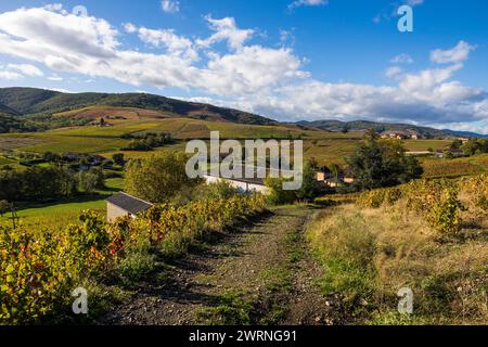 Vignoble du Mont Brouilly, l’un des plus beau terroir du Beaujolais Stockfoto