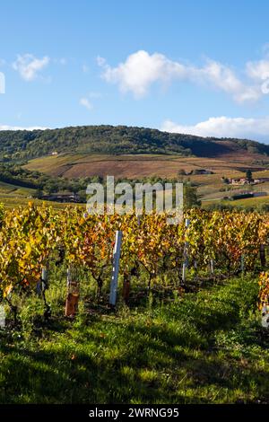 Vignoble du Mont Brouilly, l’un des plus beau terroir du Beaujolais Stockfoto