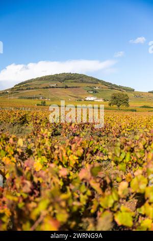 Mont Brouilly et Son vignoble produisant l’un des meilleurs vins du Beaujolais Stockfoto