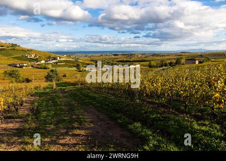 Vignoble du Mont Brouilly, l’un des plus beau terroir du Beaujolais Stockfoto