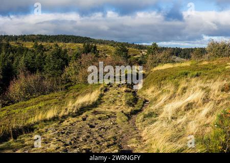 Chemin de randonnée des Crêts du Pilat à l’automne entre les landes, prairies de montagne et sapinières Stockfoto