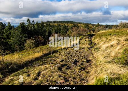 Chemin de randonnée des Crêts du Pilat à l’automne entre les landes, prairies de montagne et sapinières Stockfoto