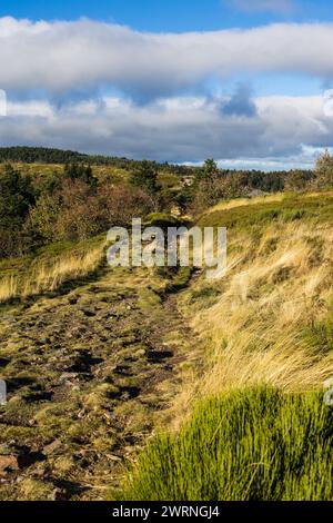 Chemin de randonnée des Crêts du Pilat à l’automne entre les landes, prairies de montagne et sapinières Stockfoto