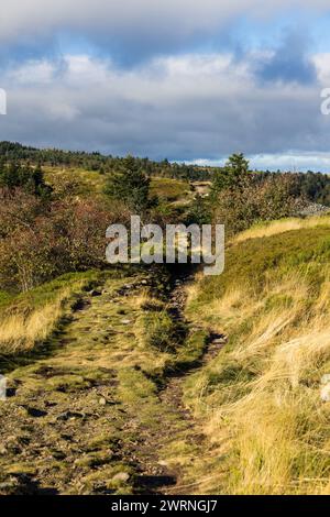 Chemin de randonnée des Crêts du Pilat à l’automne entre les landes, prairies de montagne et sapinières Stockfoto