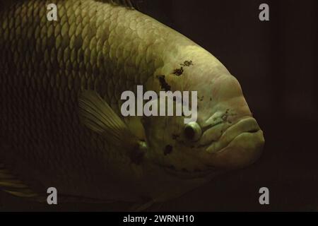 Gourami große Fische im Süßwasseraquarium. Stockfoto