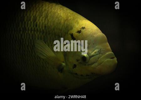 Gourami im Süßwasseraquarium. Ziergrosse Fische im öffentlichen Aquarium Stockfoto