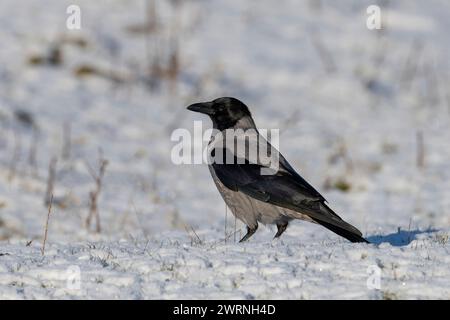 Kapuzenkrähe (Corvus cornix) im Schnee, Schottland. Stockfoto