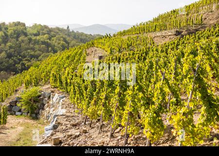 Vignoble près du Village de Malleval, dans l’appellation Côtes-du-Rhône, sur un coteau très abrupte Stockfoto