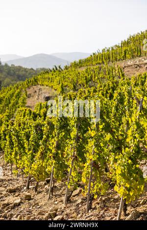 Vignoble près du Village de Malleval, dans l’appellation Côtes-du-Rhône, sur un coteau très abrupte Stockfoto