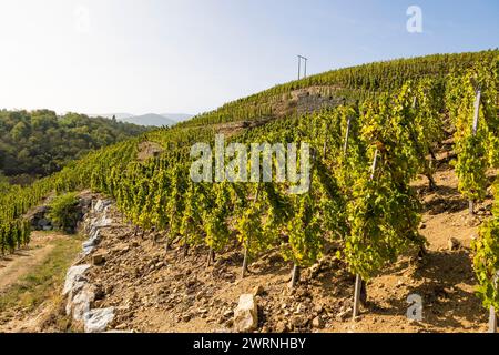 Vignoble près du Village de Malleval, dans l’appellation Côtes-du-Rhône, sur un coteau très abrupte Stockfoto