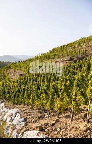 Vignoble près du Village de Malleval, dans l’appellation Côtes-du-Rhône, sur un coteau très abrupte Stockfoto