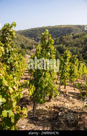 Vignoble près du Village de Malleval, dans l’appellation Côtes-du-Rhône, sur un coteau très abrupte Stockfoto