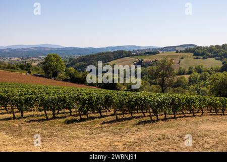 Vignoble du Beaujolais près du Village de Jarnioux, dans le Pays des pierres dorées Stockfoto