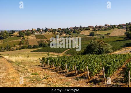 Vignoble du Beaujolais près du Village de Jarnioux, dans le Pays des pierres dorées Stockfoto