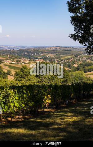 Vignoble du Beaujolais près du Village de Jarnioux, dans le Pays des pierres dorées Stockfoto