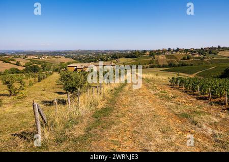 Vignoble du Beaujolais près du Village de Jarnioux, dans le Pays des pierres dorées Stockfoto