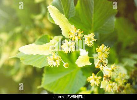 Blühende Blüten eines kleinen, blättrigen Lindenbaums (Tilia Cordata). Zweig mit gelben Blüten bedeckt für Kräuterheilung Tee Vorbereitung verwendet. Natürlicher Rücken Stockfoto