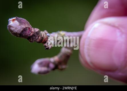 Perlin, Deutschland. März 2024. Die Knospe eines Apfelbaums bricht an der Spitze eines Zweiges auf. Die zu erwartenden Frühjahrstemperaturen von bis zu 17 Grad in Mecklenburg-Vorpommern treiben die Natur vorwärts - und in eine wichtige Phase für den Obstbau. Bud Burst hat bereits an Birnen- und Apfelbäumen begonnen. Diese blüht noch nicht - sie wird je nach Wetter Ende April oder Anfang Mai erwartet. Quelle: Jens Büttner/dpa/Alamy Live News Stockfoto