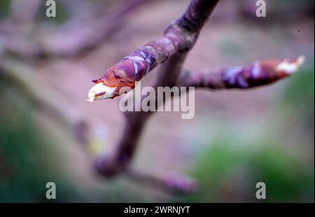 Rosenow, Deutschland. März 2024. Die Knospe eines Birnenbaums bricht an einem Ast auf. Die zu erwartenden Frühjahrstemperaturen von bis zu 17 Grad in Mecklenburg-Vorpommern treiben die Natur vorwärts - und in eine wichtige Phase für den Obstbau. Bud Burst hat bereits an Birnen- und Apfelbäumen begonnen. Diese blüht noch nicht - sie wird je nach Wetter Ende April oder Anfang Mai erwartet. Quelle: Jens Büttner/dpa/Alamy Live News Stockfoto