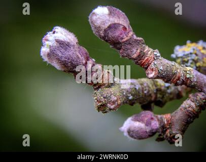 Perlin, Deutschland. März 2024. Die Knospe eines Apfelbaums bricht an der Spitze eines Zweiges auf. Die zu erwartenden Frühjahrstemperaturen von bis zu 17 Grad in Mecklenburg-Vorpommern treiben die Natur vorwärts - und in eine wichtige Phase für den Obstbau. Bud Burst hat bereits an Birnen- und Apfelbäumen begonnen. Diese blüht noch nicht - sie wird je nach Wetter Ende April oder Anfang Mai erwartet. Quelle: Jens Büttner/dpa/Alamy Live News Stockfoto