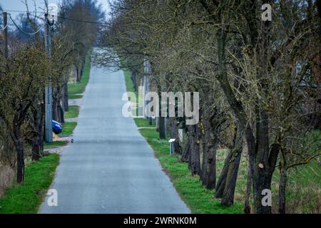 Rosenow, Deutschland. März 2024. Birnenbäume stehen in einer Allee zwischen Lützow und Rosenow. Die zu erwartenden Frühjahrstemperaturen von bis zu 17 Grad in Mecklenburg-Vorpommern treiben die Natur vorwärts - und in eine wichtige Phase für den Obstbau. Bud Burst hat bereits an Birnen- und Apfelbäumen begonnen. Diese blüht noch nicht - sie wird je nach Wetter Ende April oder Anfang Mai erwartet. Quelle: Jens Büttner/dpa/Alamy Live News Stockfoto