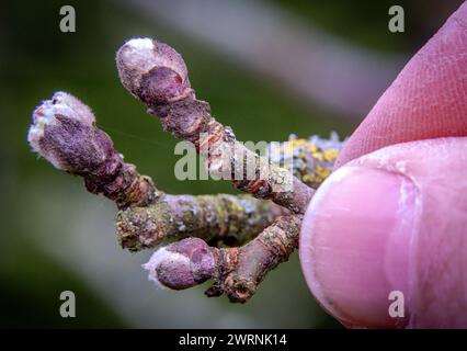 Perlin, Deutschland. März 2024. Die Knospe eines Apfelbaums bricht an der Spitze eines Zweiges auf. Die zu erwartenden Frühjahrstemperaturen von bis zu 17 Grad in Mecklenburg-Vorpommern treiben die Natur vorwärts - und in eine wichtige Phase für den Obstbau. Bud Burst hat bereits an Birnen- und Apfelbäumen begonnen. Diese blüht noch nicht - sie wird je nach Wetter Ende April oder Anfang Mai erwartet. Quelle: Jens Büttner/dpa/Alamy Live News Stockfoto