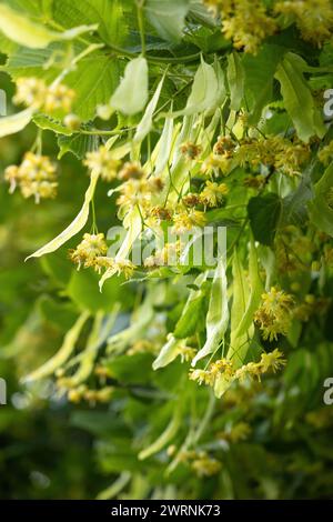 Blühende Blüten eines kleinen, blättrigen Lindenbaums (Tilia Cordata). Zweig mit gelben Blüten bedeckt für Kräuterheilung Tee Vorbereitung verwendet. Natürlicher Rücken Stockfoto