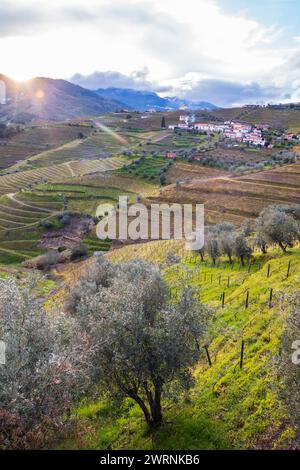 Vertikaler Blick auf das Douro-Tal mit den terrassenförmig angelegten Weinbergen und Olivenbäumen. Fotografiert im Frühjahr, Portugal Stockfoto