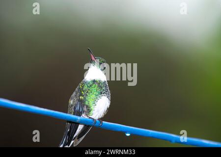 Kolibri sitzt auf einem blauen Kabel Stockfoto