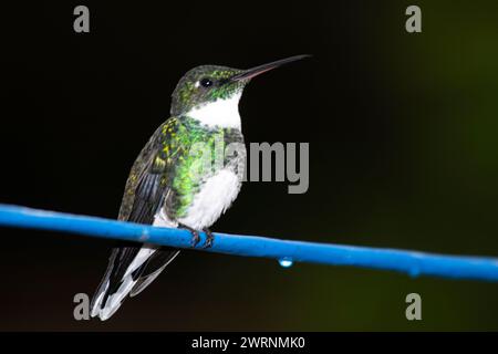 Kolibri sitzt auf einem blauen Kabel Stockfoto