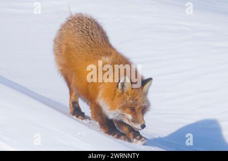 Rotfuchs, Vulpes vulpes, Erwachsener ruht im Winter auf einer Schneebank entlang der arktischen Küste Alaskas Stockfoto