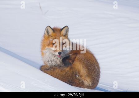 Rotfuchs, Vulpes vulpes, Erwachsener ruht im Winter auf einer Schneebank entlang der arktischen Küste Alaskas Stockfoto