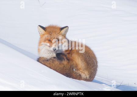 Rotfuchs, Vulpes vulpes, Erwachsener ruht im Winter auf einer Schneebank entlang der arktischen Küste Alaskas Stockfoto