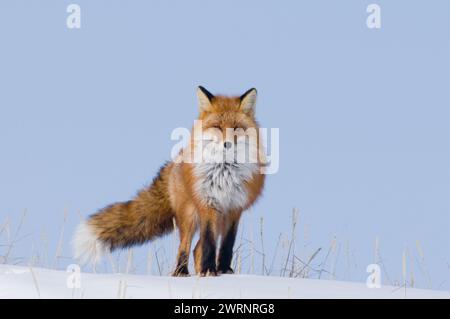 Rotfuchs, Vulpes vulpes, Erwachsener ruht im Winter auf einer Schneebank entlang der arktischen Küste Alaskas Stockfoto