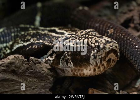 Boa constrictor occidentalis nichtgiftige Schlange, auch bekannt als argentinische Boa, die im subtropischen gemäßigten Westen Argentiniens und Paraguays vorkommt Stockfoto