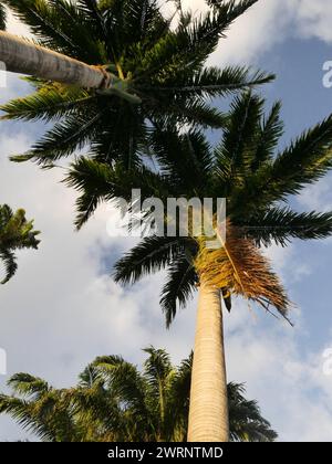 Baumwipfel mit königlichen Palmen, Palmenwedel aus der Tiefwinkelaufnahme Stockfoto