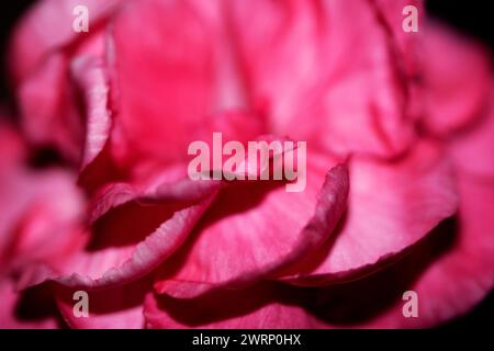 Ein Abstact Nahaufnahme von rosa und roten Blüten-Blüten Stockfoto