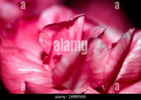 Ein Abstact Nahaufnahme von rosa und roten Blüten-Blüten Stockfoto