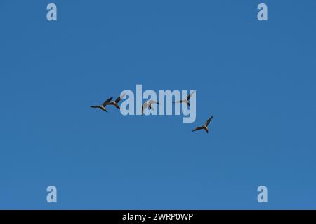 Papageiengräber im Flug, Provinz La Pampa, Patagonien, Argentinien Stockfoto