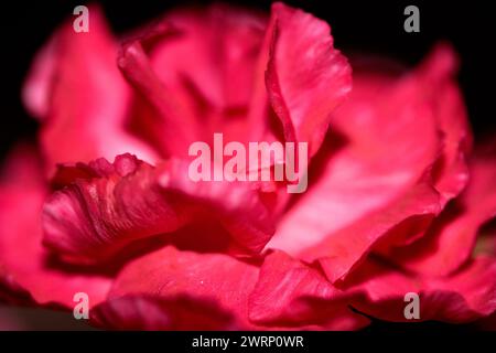 Ein Abstact Nahaufnahme von rosa und roten Blüten-Blüten Stockfoto