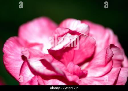 Ein Abstact Nahaufnahme von rosa und roten Blüten-Blüten Stockfoto